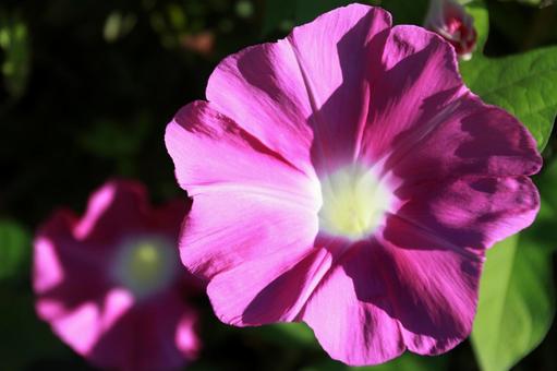 日差しを浴びる朝顔の花 朝顔,花,ピンクの写真素材