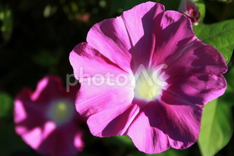 日差しを浴びる朝顔の花 朝顔,花,ピンクの写真素材