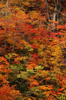 Autumn colors, JPG Autumn colors, autumn leaves, yellow leaves, red, JPG