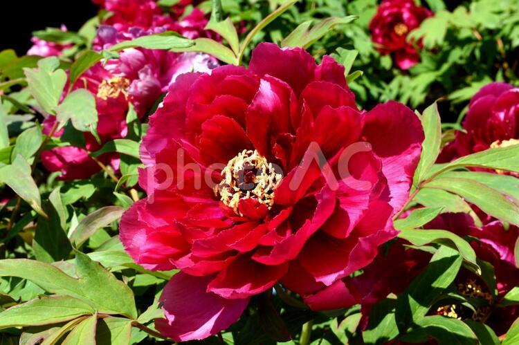 牡丹（ボタン）品種：陽明門 牡丹,ボタン,花の写真素材