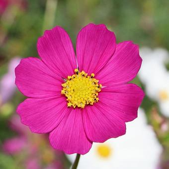 コスモス４０ コスモス,秋,かわいいの写真素材