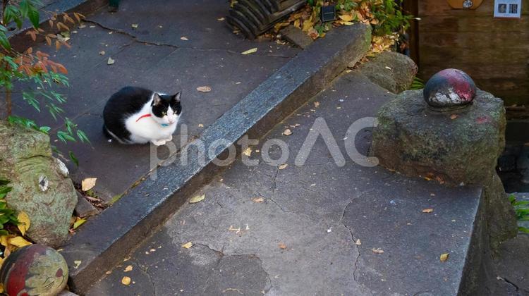 光と影の間で待つ猫 猫,階段,影の写真素材
