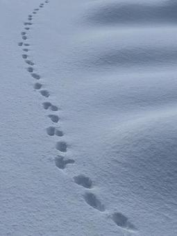 雪原に残る足跡③ 銀世界,冬,雪の写真素材