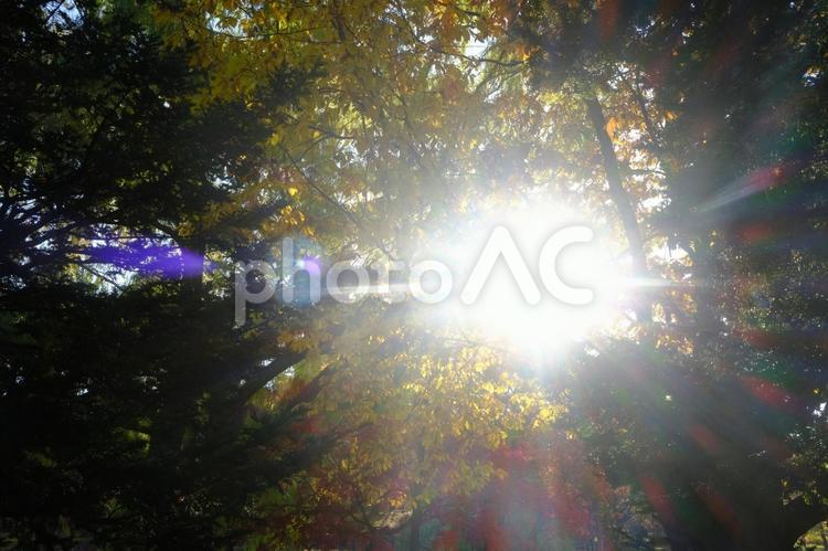 朝の公園　秋のイメージ　札幌 公園,札幌,北海道の写真素材
