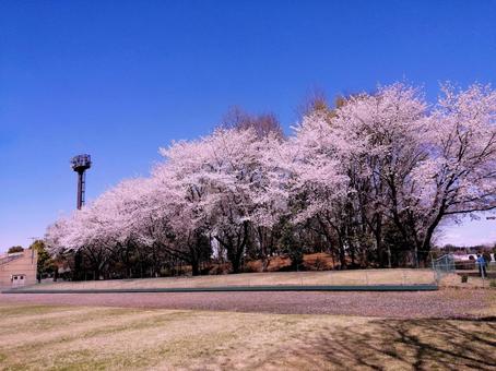 公園の桜並木とグラウンドと青空 公園の桜並木とグラウンドと青空 公園,桜,桜並木の写真素材