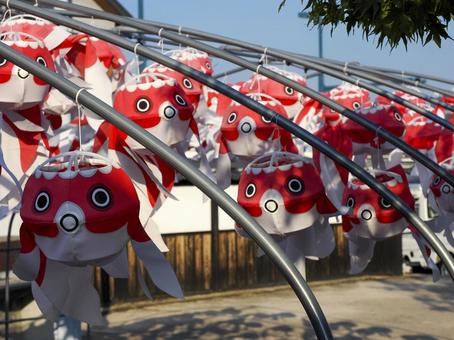 柳井市・金魚ちょうちんのある風景 柳井市・金魚ちょうちんのある風景 金魚ちょうちん,金魚提灯,ちょうちんの写真素材
