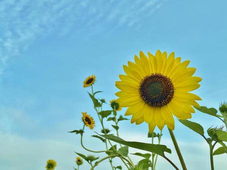 青空に咲くひまわり 青空に咲くひまわりの写真