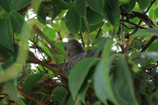 葉陰に潜む鳥の写真