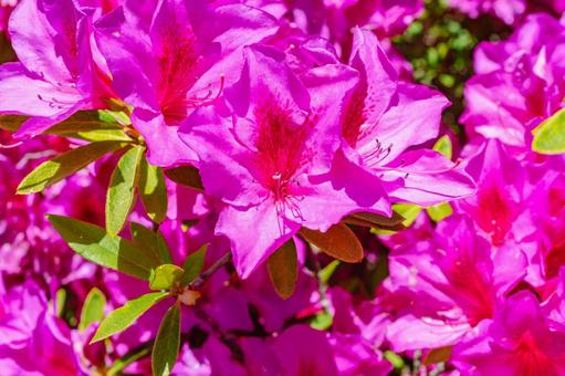 鮮やかなつつじ6の写真