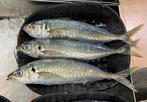 鯵 アジ,鯵,魚の写真素材