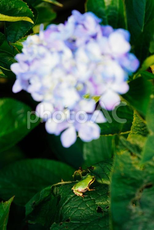 紫陽花とアマガエル アマガエル,カエル,かえるの写真素材