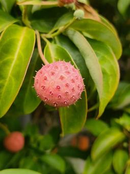 ヤマボウシ ヤマボウシ,木の実,果実の写真素材