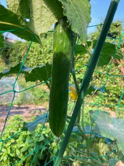野菜4 きゅうり,夏野菜,野菜の写真素材