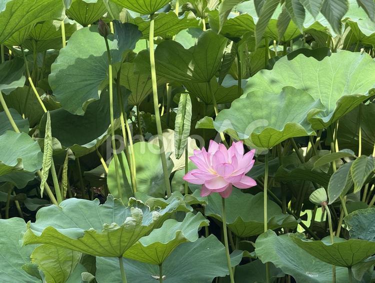 不忍池蓮池　7月上旬の朝 蓮の花,開花,早朝の写真素材
