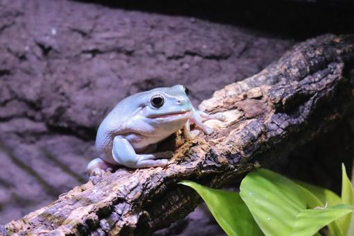 A tree frog stretches its jaw after a meal, JPG