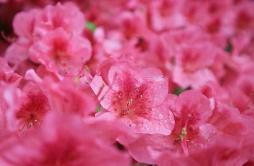 Image of flower garden in full bloom, JPG