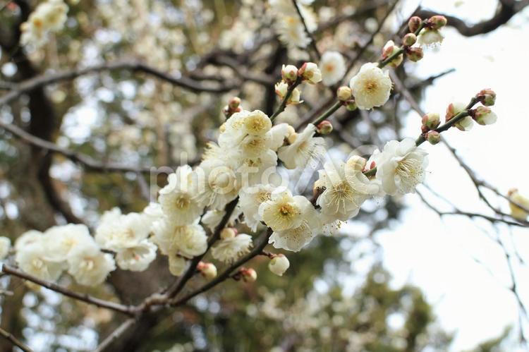 【花の写真】白梅 花,梅,白梅の写真素材