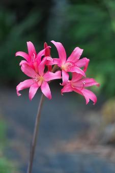 ブランスドンナ ブランスドンナ ブランスドンナ,ヒガンバナ科,ピンクの花の写真素材