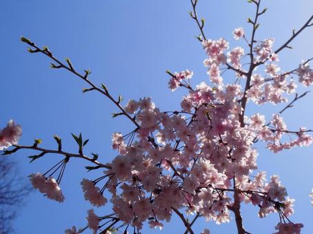 桜 桜の写真