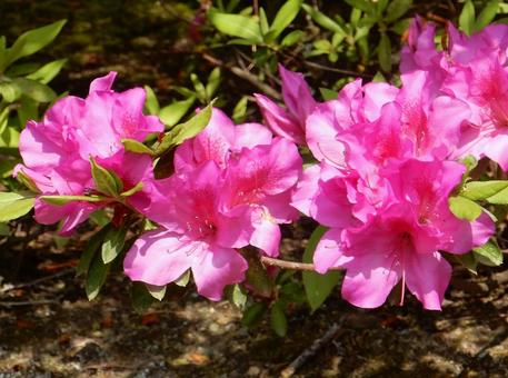 [Flower photo] Azalea flowers, JPG