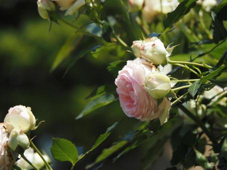 薔薇 薔薇の写真