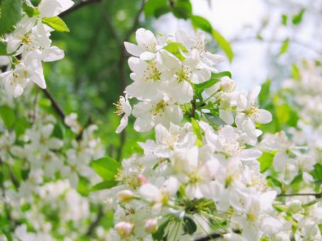 ズミの花 ズミ,コリンゴ,コナシの写真素材