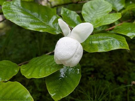 雨に濡れたオオヤマレンゲ 雨に濡れたオオヤマレンゲの写真