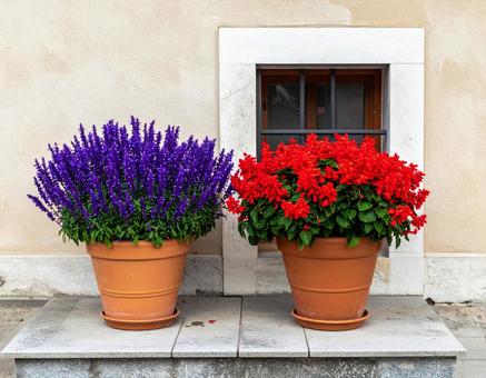 サルビア 2色 サルビア 2色の写真