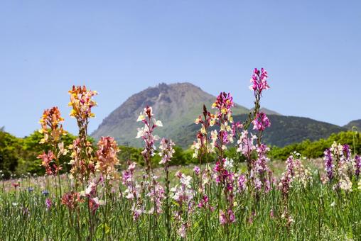 火張山花公園のミックスフラワーと平成新山 火張山花公園のミックスフラワーと平成新山 ミックスフラワー,リナリア,メシアの写真素材