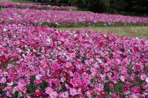 ピンク色の花の多いコスモス畑の風景 ピンク色,花,多いの写真素材