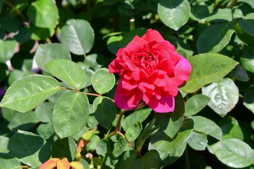 薔薇 ソフィーズローズ 薔薇 ソフィーズローズ 薔薇,ソフィーズローズ,ピンクの写真素材