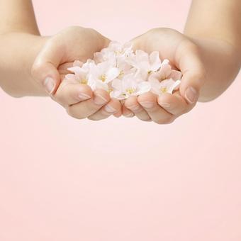 手のひらに桜の花びら 手のひらに桜の花びらの写真