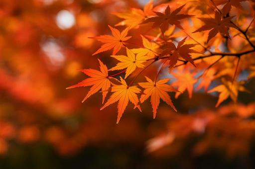 【背景素材】紅葉のもみじ1 【背景素材】紅葉のもみじ1の写真