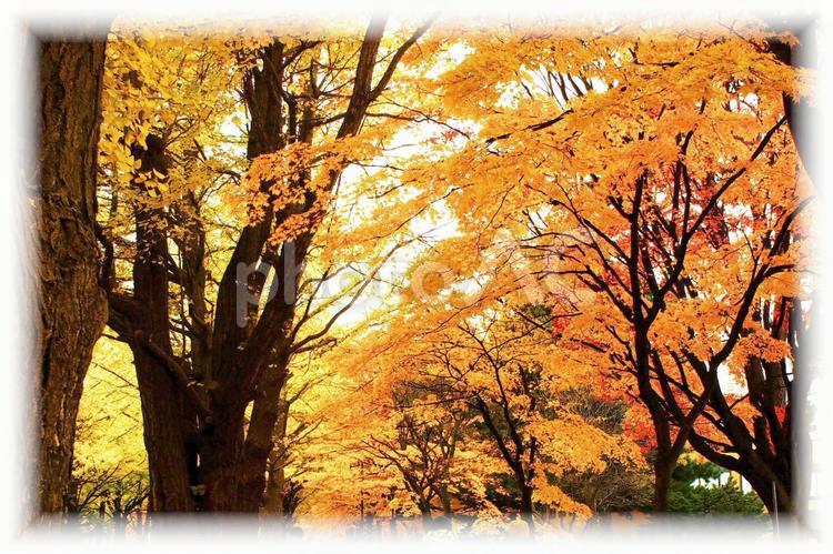 晩秋のイチョウ並木 綺麗,日本,絶景の写真素材