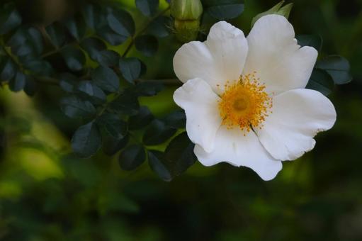 バラの花(ロサブラクテアータ)白2 バラの花(ロサブラクテアータ)白2 バラ,花,ロサブラクテアータの写真素材