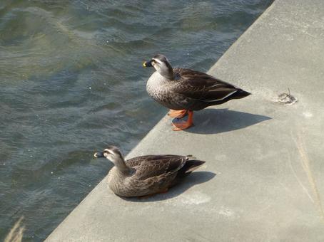 A pair of mallards relaxing on the river bank, JPG