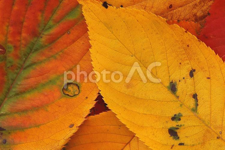 紅葉　落葉　色づいた葉っぱ　秋のイメージ素材 落葉,紅葉,葉っぱの写真素材