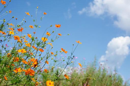 コスモスと秋空 コスモス,秋,秋空の写真素材