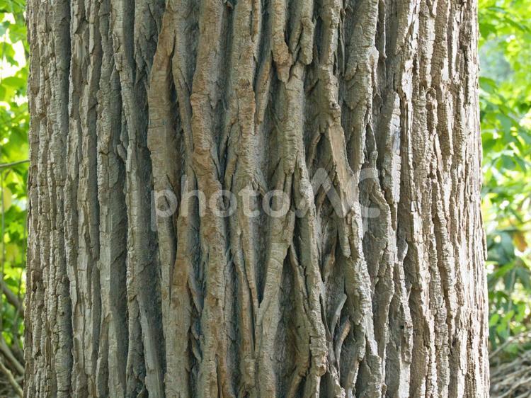 ドロノキ（ドロヤナギ）の樹皮 樹皮,木肌,ドロノキの写真素材