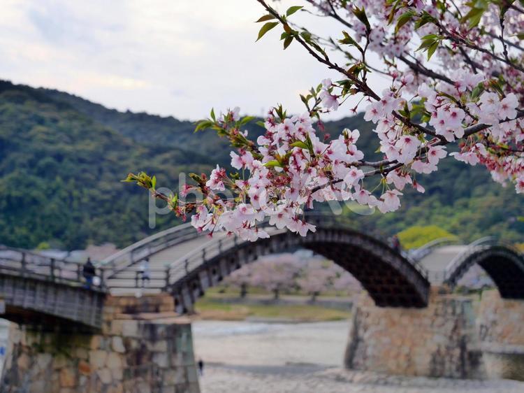 錦帯橋と桜 錦帯橋,橋,川の写真素材