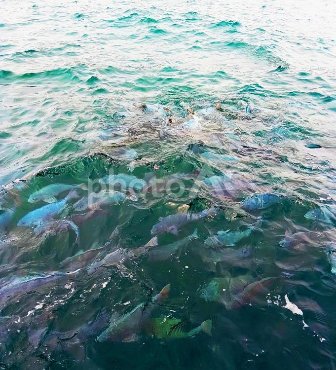 　海面に集まる魚　鯛の浦　千葉県 鯛の浦,海面,海面下の写真素材