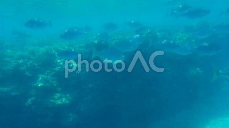 エメラルドグリーンの海の中と魚の群れ 宮古島,海,魚の写真素材