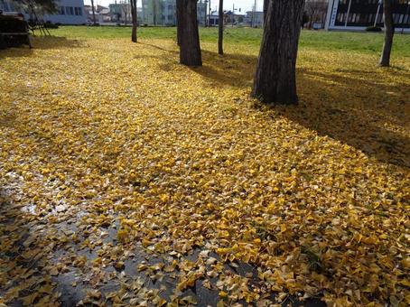 イチョウの落ち葉 イチョウ,紅葉,落ち葉の写真素材
