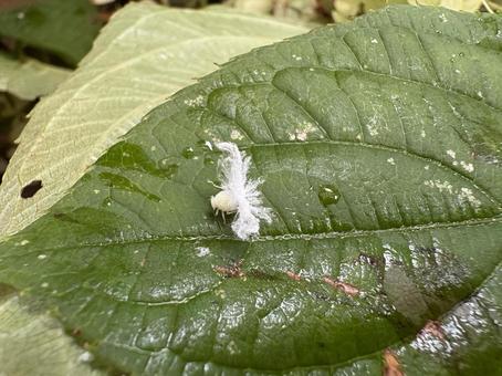 ハゴロモ類の幼虫 01 チュウゴクアミガサハゴロモ,昆虫,虫の写真素材