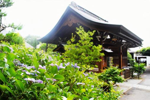 信州上田市塩田野龍光院の紫陽花 信州上田市塩田野龍光院の紫陽花の写真