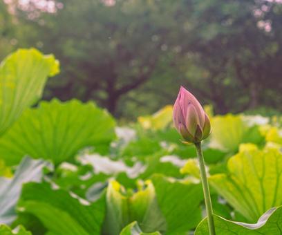 ハスの花1 ハスの花1の写真