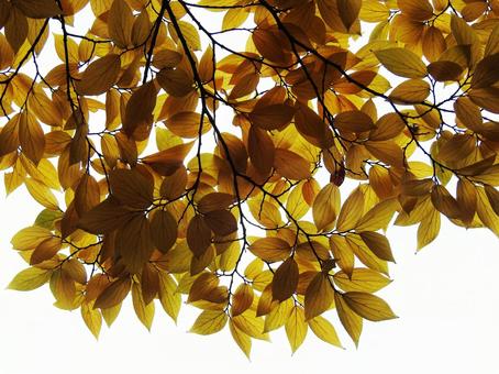 黄色い葉 黄色い葉,紅葉,秋の写真素材