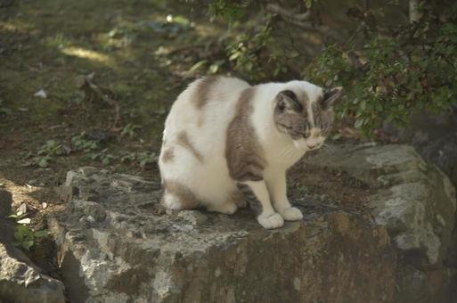 とある神社の猫さん② 猫,地域猫,さくら猫の写真素材