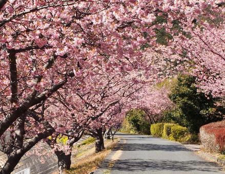 河津桜の散歩道 河津桜の散歩道の写真