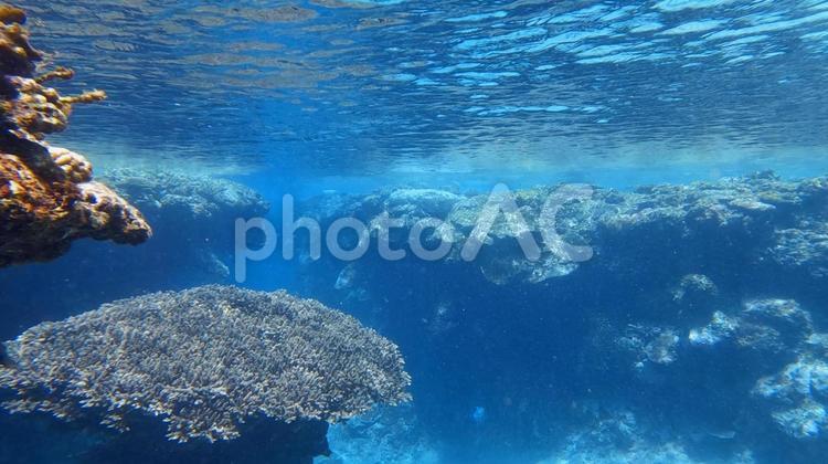 浅瀬の珊瑚礁 珊瑚礁,珊瑚,浅瀬の写真素材